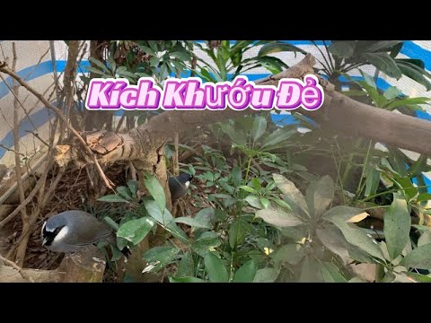 Video Mùa Khướu Sinh Sản / Kích Khướu Đẻ || Trại chim cảnh BG - youtube