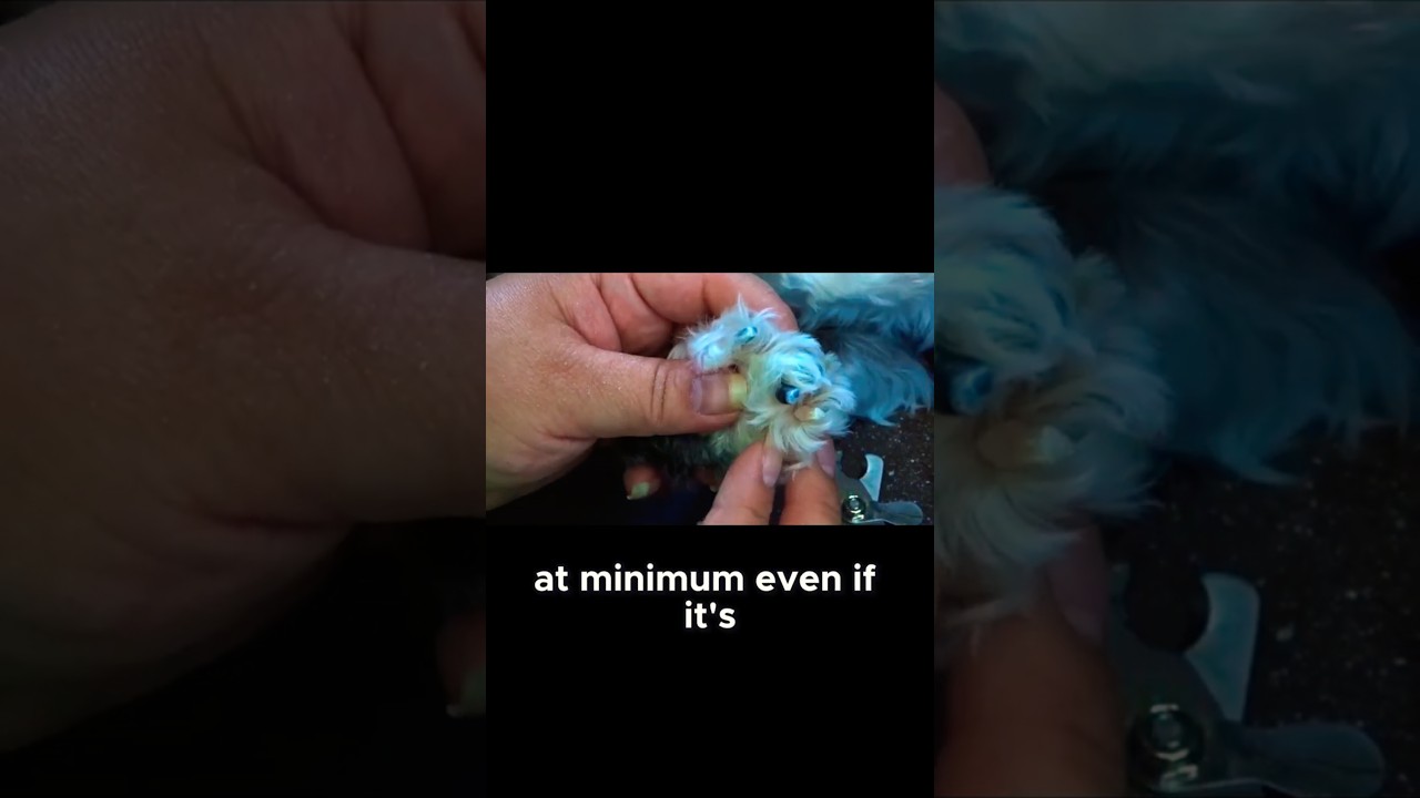 How Often Should You Trim Pet Nails? 