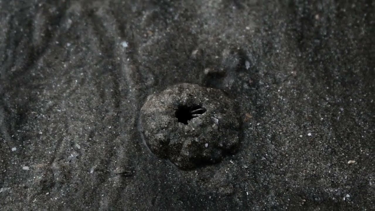 Caranguejos construindo iglus na praia!