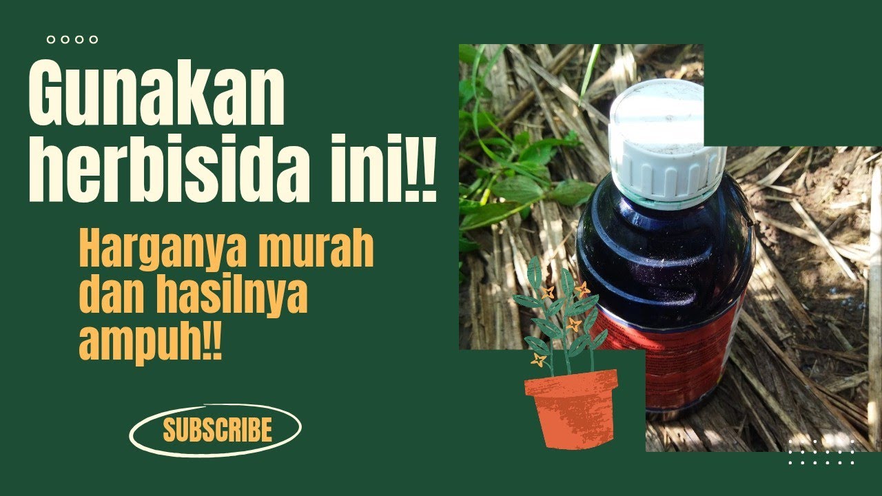 KALAU TEBU SUDAH TINGGI PAKAI HERBISIDA INI AJA?? HARGANYA MURAH DAN AMPUH❗❗