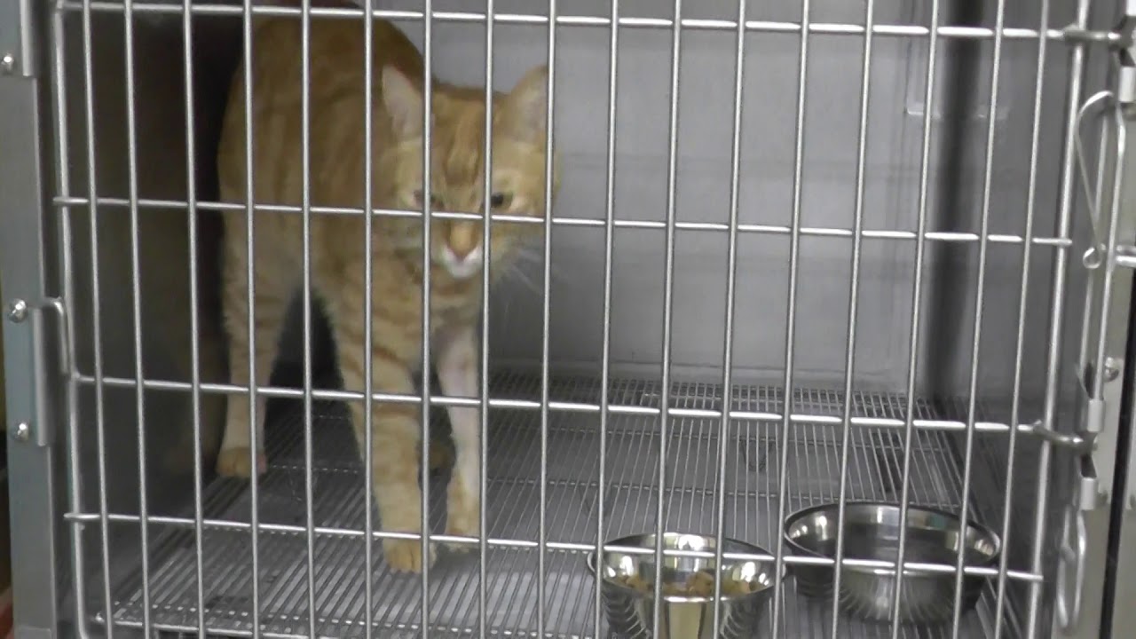猫の肘関節脱臼整復手術  川越市「マリー動物病院」の手術レポート