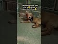 Hadd hoti hai bhyi pareshn karne ki bhii🥲 #shortsfeed #shorts #viral #dog #animals #fun #funny #pets