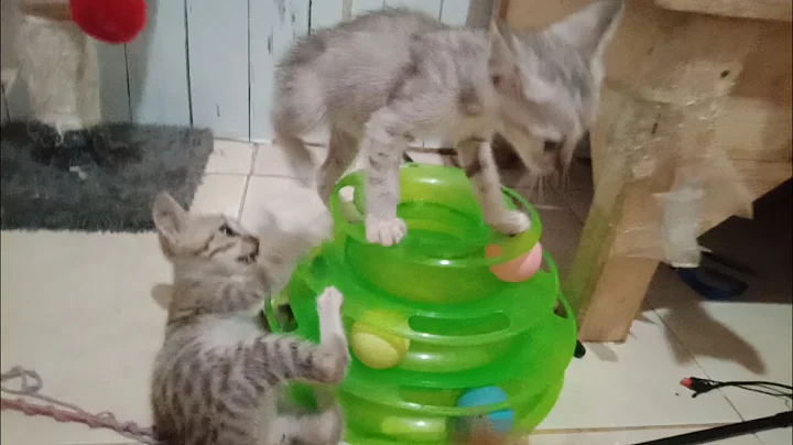 Video 7156371: cat kitten kitty meow, kitty meow funny cats, kitten kitty baby cat, cat kitten toys kitty, cat meowing kittens playing, kitten catplaying