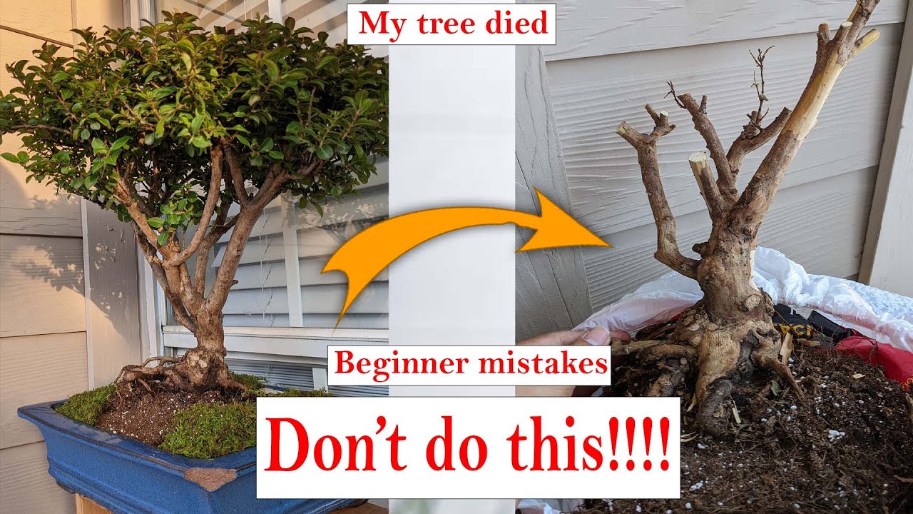5 beginner Bonsai mistakes to avoid,  that might be killing your bonsai tree!