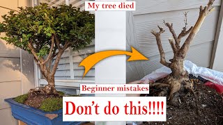 5 beginner Bonsai mistakes to avoid, that might be killing your bonsai tree!