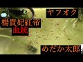 楊貴妃紅帝血統稚魚 めだか太郎