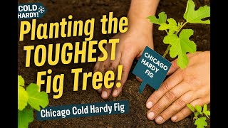 Chicago Hardy Figs: The Cold-Hardy Fruit