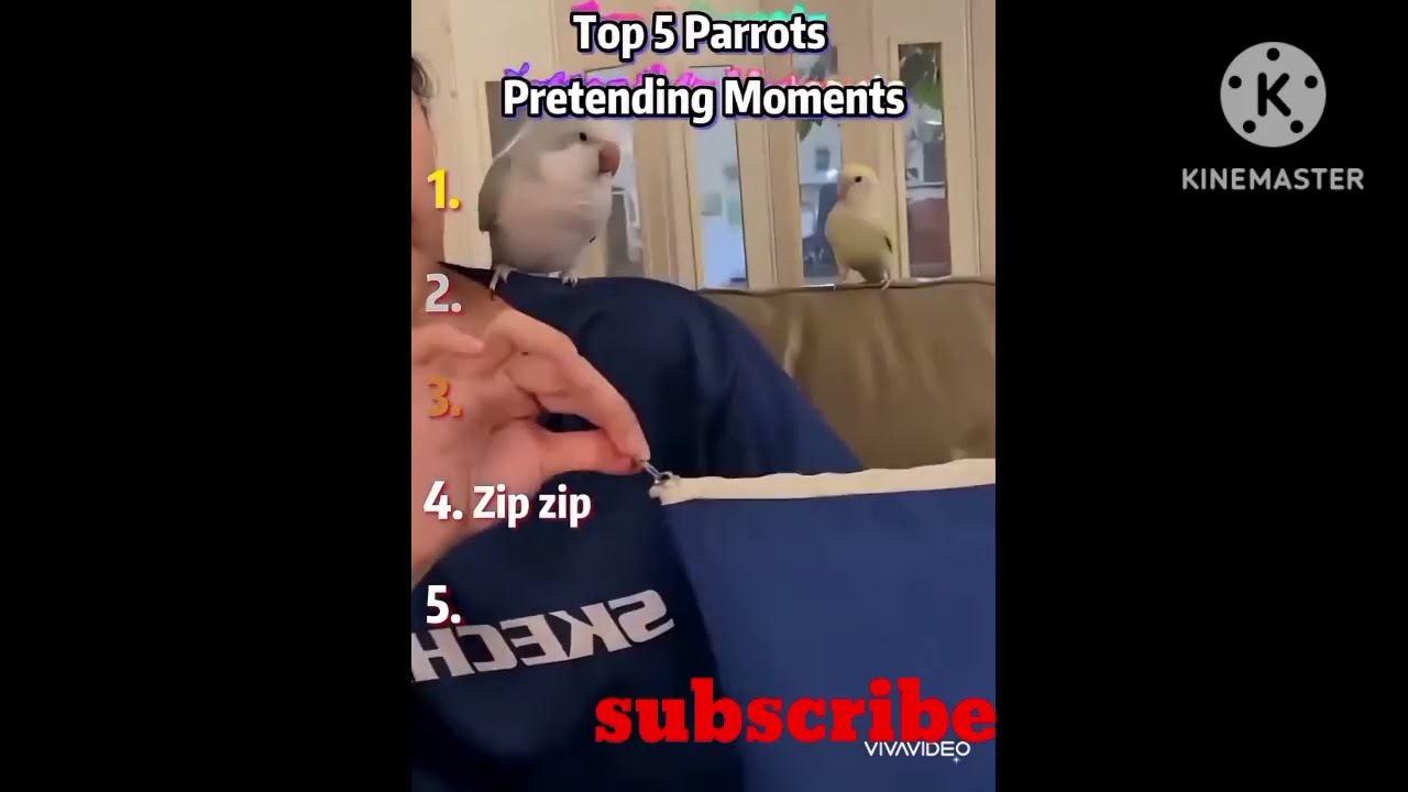 Ranking top 5  parrots preding  moment top5 