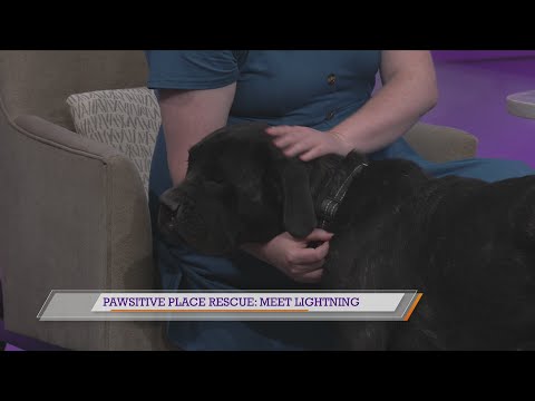 Pawsitive Place Rescue: Meet Lightning