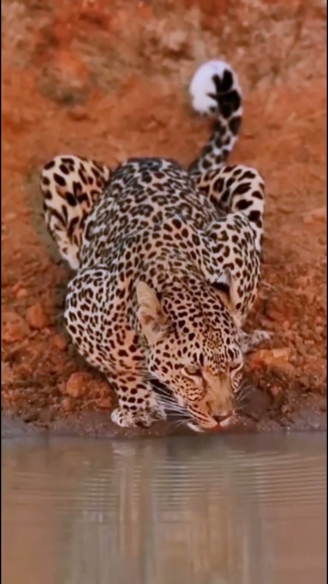 Leopard Getting Water