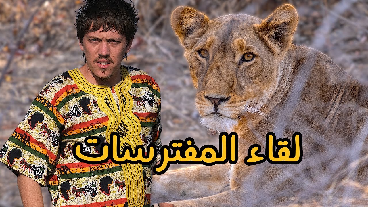 أخيرا! اللحظة التي طال انتظارها - Finding the Lion in Chad 🦁