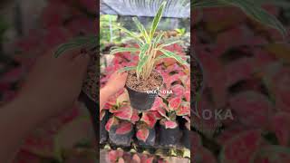 Aglaonema Bamboo | OKANOKA.COM | Selling Tropical Plants & Houseplants