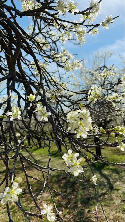 plum blossom  #shorts #pictures