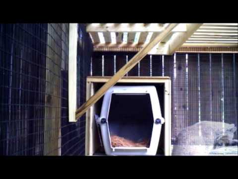 video phone beyonce mp3 Wild Bobcat with Kitten at Rehabilitation Center