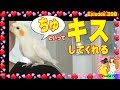 【ッチュ】と言ってチュウしてくれるオカメインコ398｜癒し面白い可愛い動物ペット Cockatiel