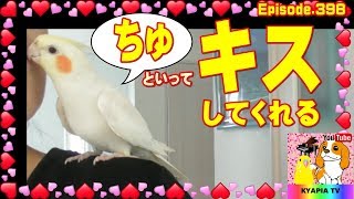 【ッチュ】と言ってチュウしてくれるオカメインコ398｜癒し面白い可愛い動物ペット Cockatiel