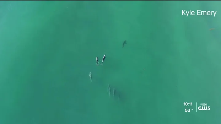 Santa Barbara shark sightings making waves in the world of ocean conservation