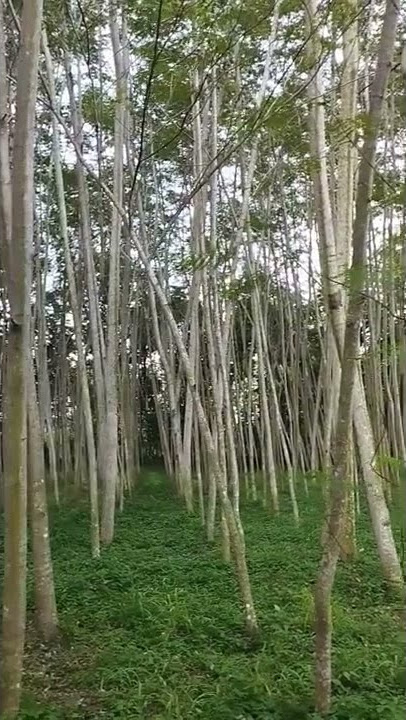 Kayu Sengon Albasia seharga 50 juta.#kayu #kayusengon #kayualbasia #kayubangunan