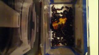 IMG 7129 24