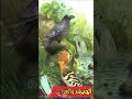 الهدهد والغراب رائعة 