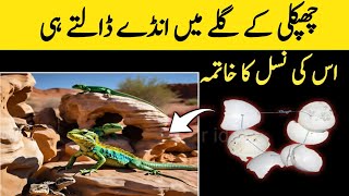 Byghair Mary or Bina Spray ke Chipkli Ko Kaise Bhagaye | Get Rid of Lizards from Home Permanently