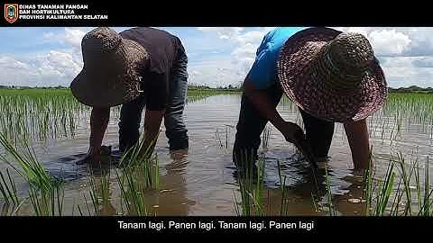 Petani ditengah Pandemi