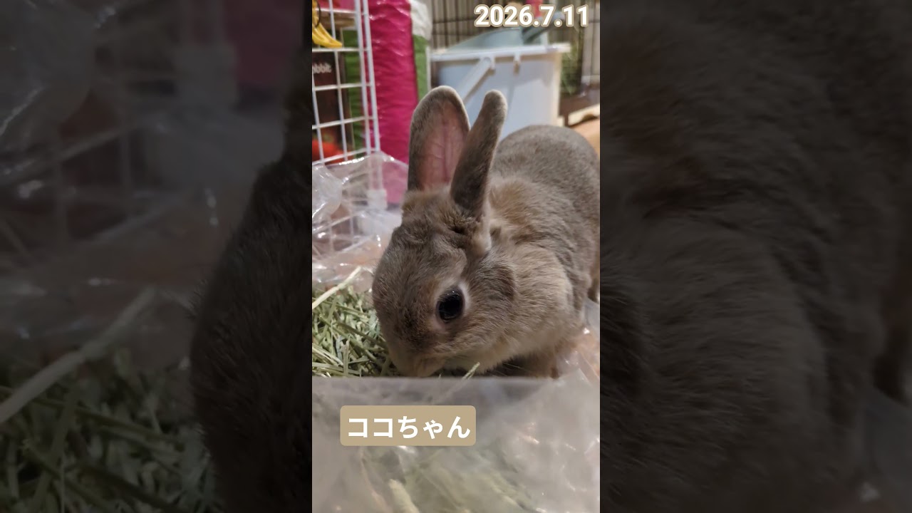 ココちゃんです。2026.7.11①土曜日の部屋んぽから。#うさぎのいる