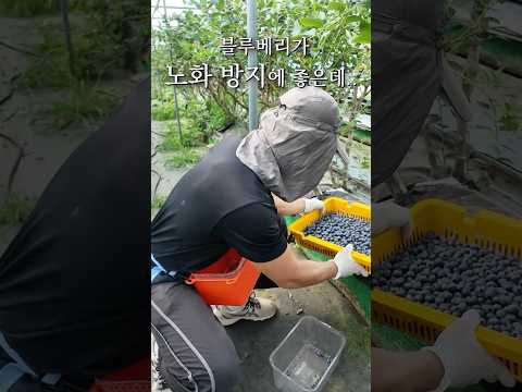 농부가 말해주는 블루베리의 진짜 효능 thumbnail