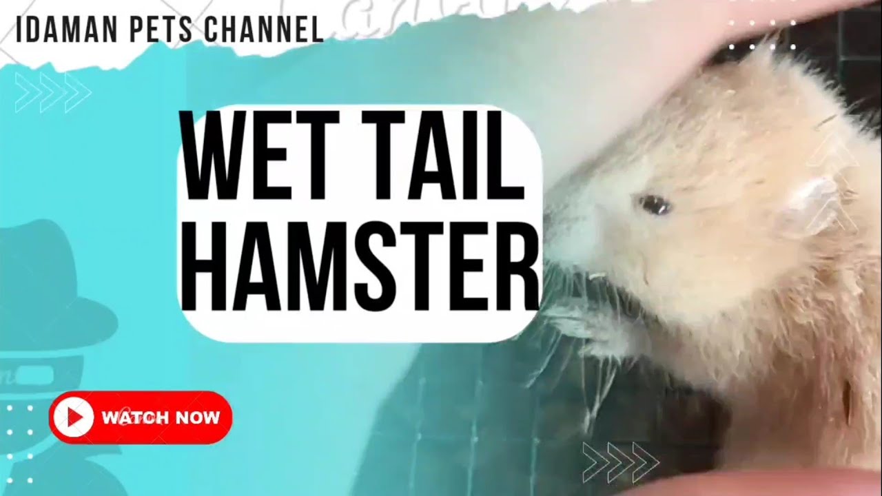 Hamster Diare atau Terkena Ekor Basah / Wet Tail 