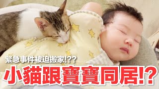 【好味小姐】小貓跟寶寶同居緊急事件被迫搬家好味貓日常190