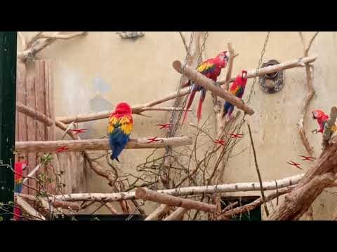 Ouwehands Dierenpark   -   Ouwehands Animal Park - May 29th, 2021