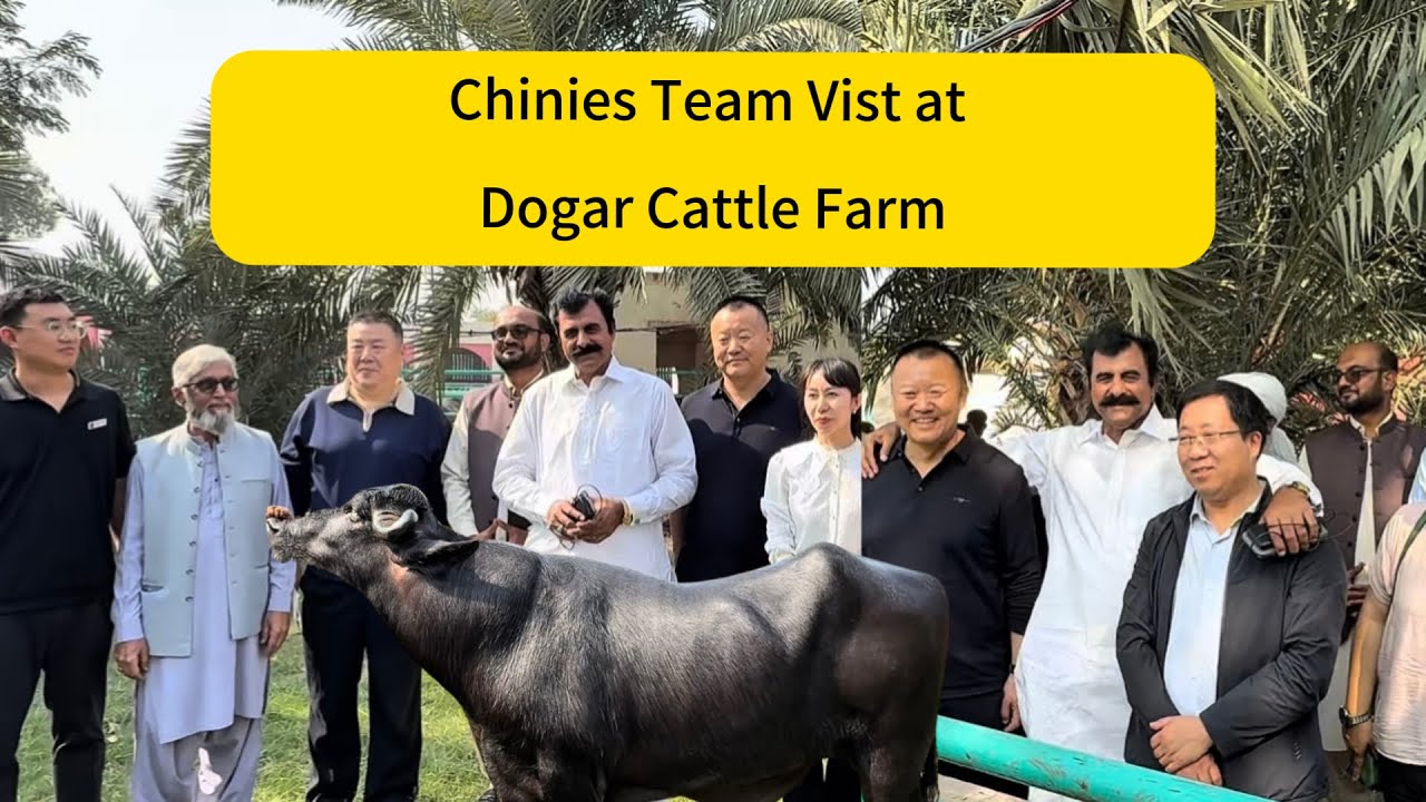 Chinies Team vist Dogar cattle farm||Haji shoukat Dogar||#farming #dairyfarm #cow 