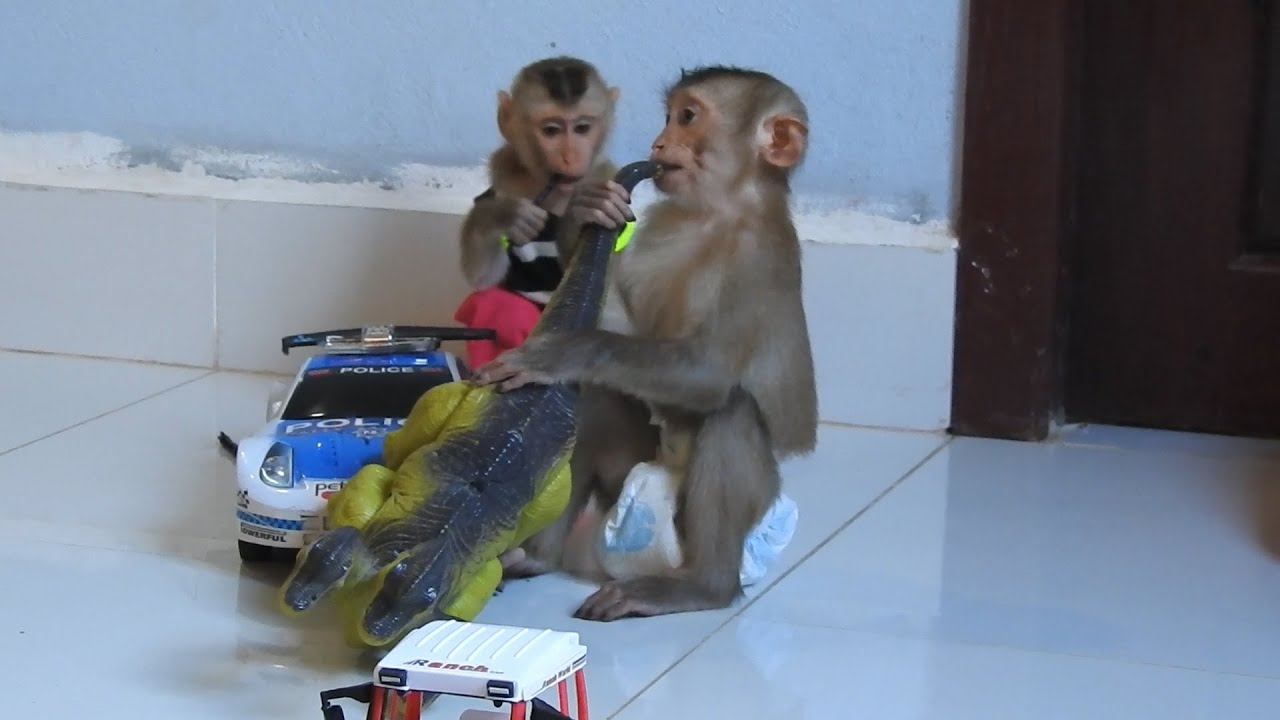 Wow, Baby Monkey Ploy and Sister Got A New Gift, They're Much Happy To Play With Toy Truck