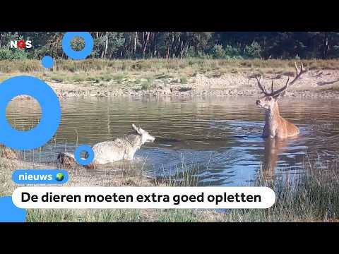 Animals on the Veluwe adapt behavior to the wolf