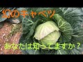 幻のキャベツ「サラダっ子」前編(チームBB)#喜鳥家#焼き鳥#焼き鳥焼き方