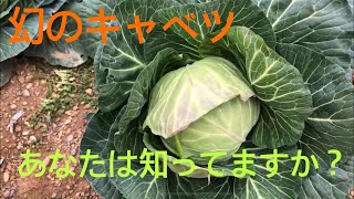 幻のキャベツ「サラダっ子」前編(チームBB)#喜鳥家#焼き鳥#焼き鳥焼き方