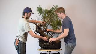 Doug Fir Rock Planting | Bonsai-U Bonus