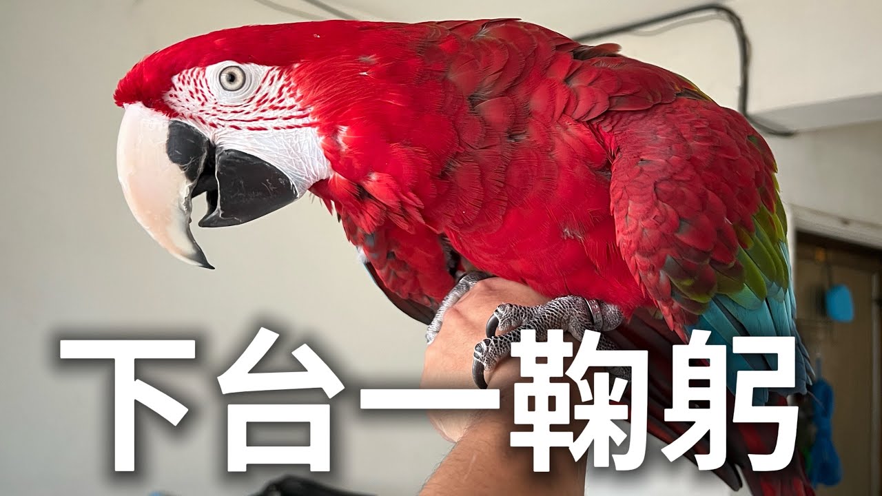 精鵡瘋雲 下台一鞠躬 縮圖