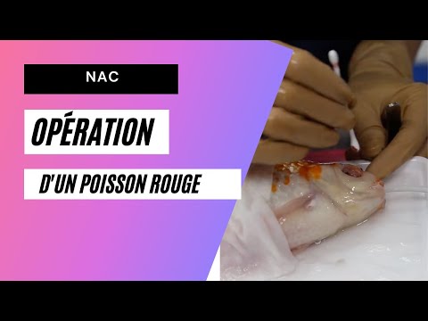 Vidéo: Pourquoi Le Poisson Chirurgien Tire Son Nom