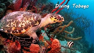Diving Tobago