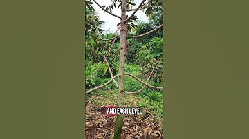 Durian Tree Pruning Made Easy – Get More Fruit with the 7-Level System