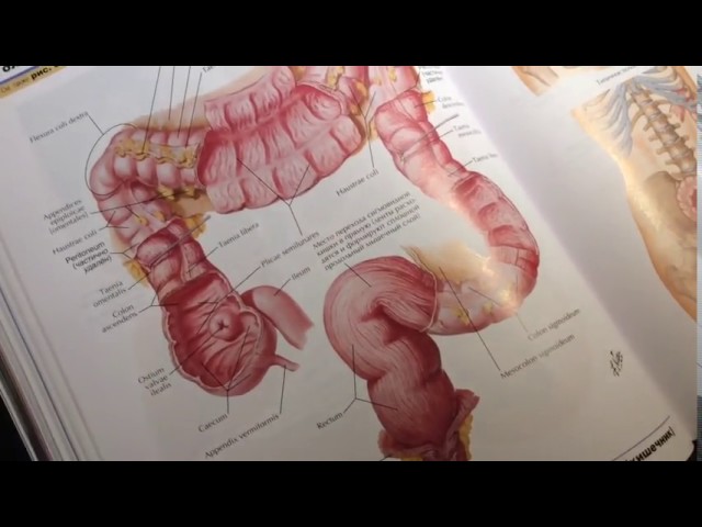 2 16 Толстая кишка ободочная и сигмовидная