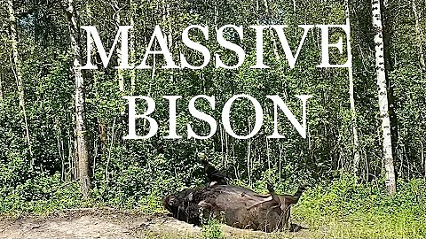 Huge Bison thrashing around in Elk Island National Park, Canada