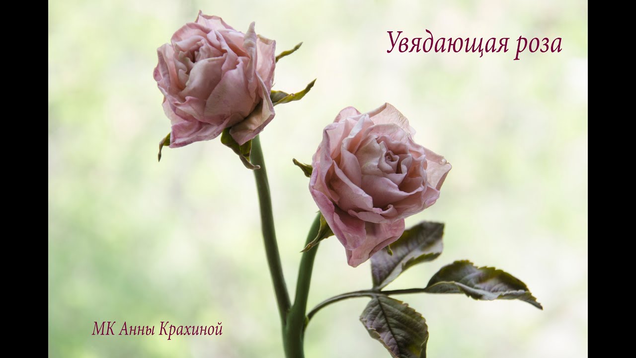 Увядающая роза из холодного фарфора. МК Анны Крахиной.