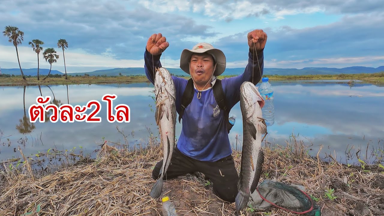 ปลาช่อนโคตรใหญ่เท่าที่เคยได้มา ตัวละ2โล ติดพร้อมกัน2ตัว ดินจนสายเบ็ดเกือบขาด ใส่เบ็ดขวดท้ายเขื่อน