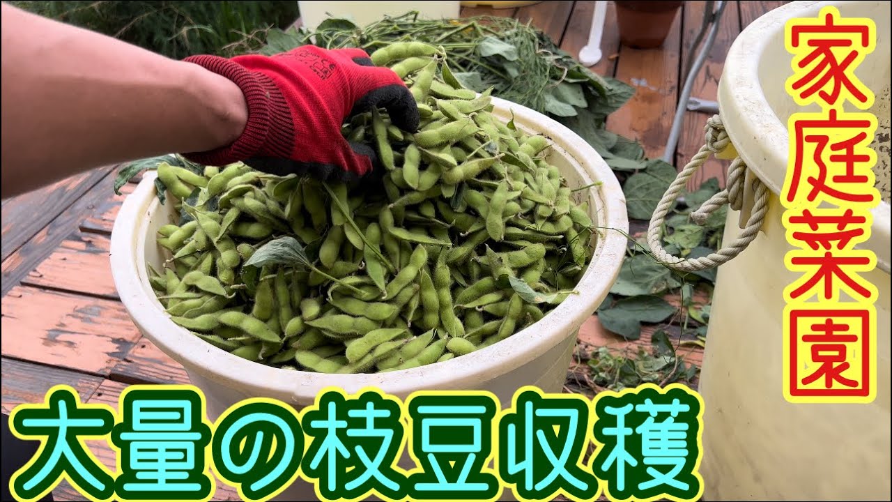 家庭菜園 で大量の枝豆を収穫 茹でて食べてみた Youtube