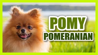 The Best of Pomeranians I Pomys