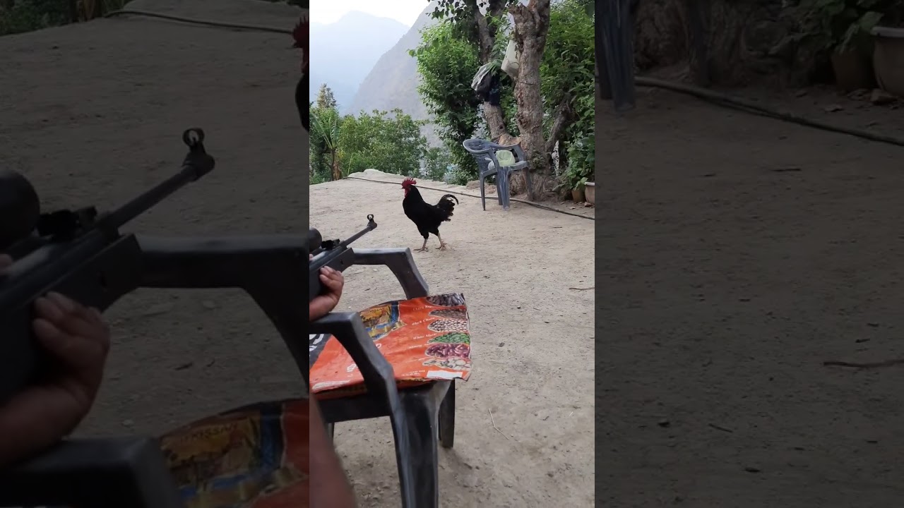 nx200 airgun hunting  power  , one shot and dead  