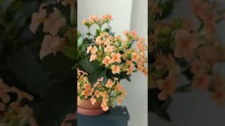 Kalanşo Bakımı Nasıl Yapılır Detaylı Bilgi Için Videoları Izleyebilmeniz