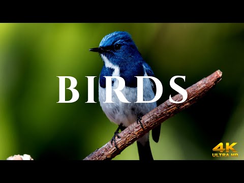 Helping YOU with DAILY life - Beautiful Piano Music - Beautiful Birds - Soothing Relaxation